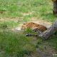 Leopard la ZOO Targu Mures, fotografiat de aproape