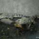 Reptile la ZOO TARGU MURES, Crocodili